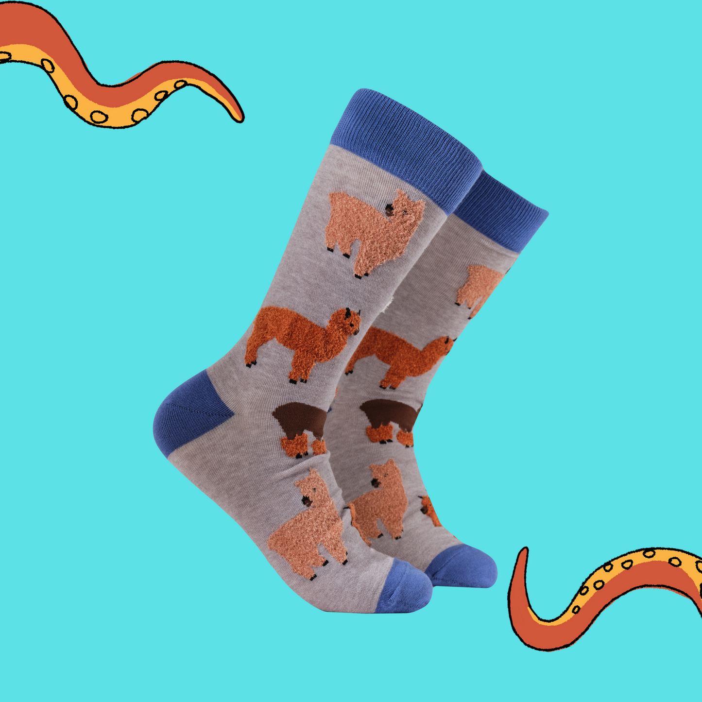 A pair of socks featuring fluffy alpacas. Grey legs, blue heel, toe and cuff.