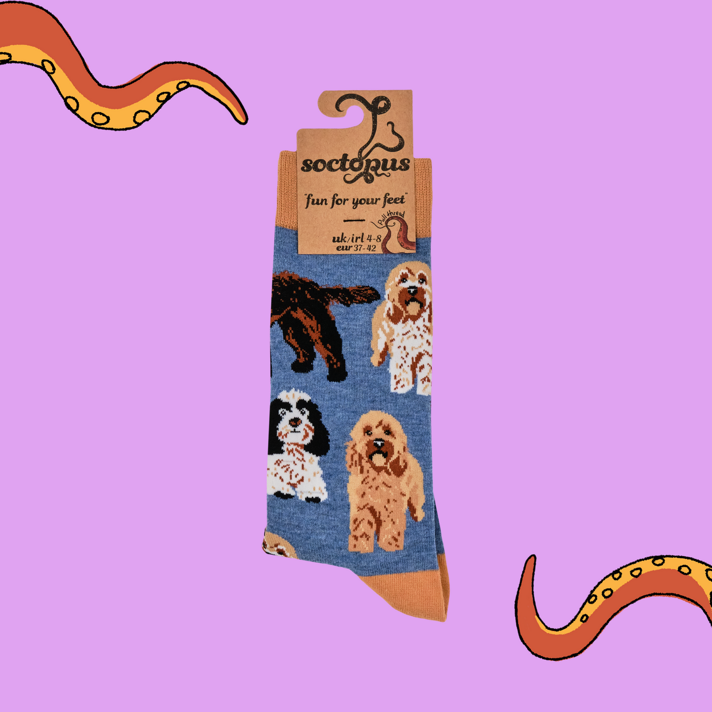 A pair of socks featuring cockapoo dogs. Blue legs, brown heel, toe and cuff.