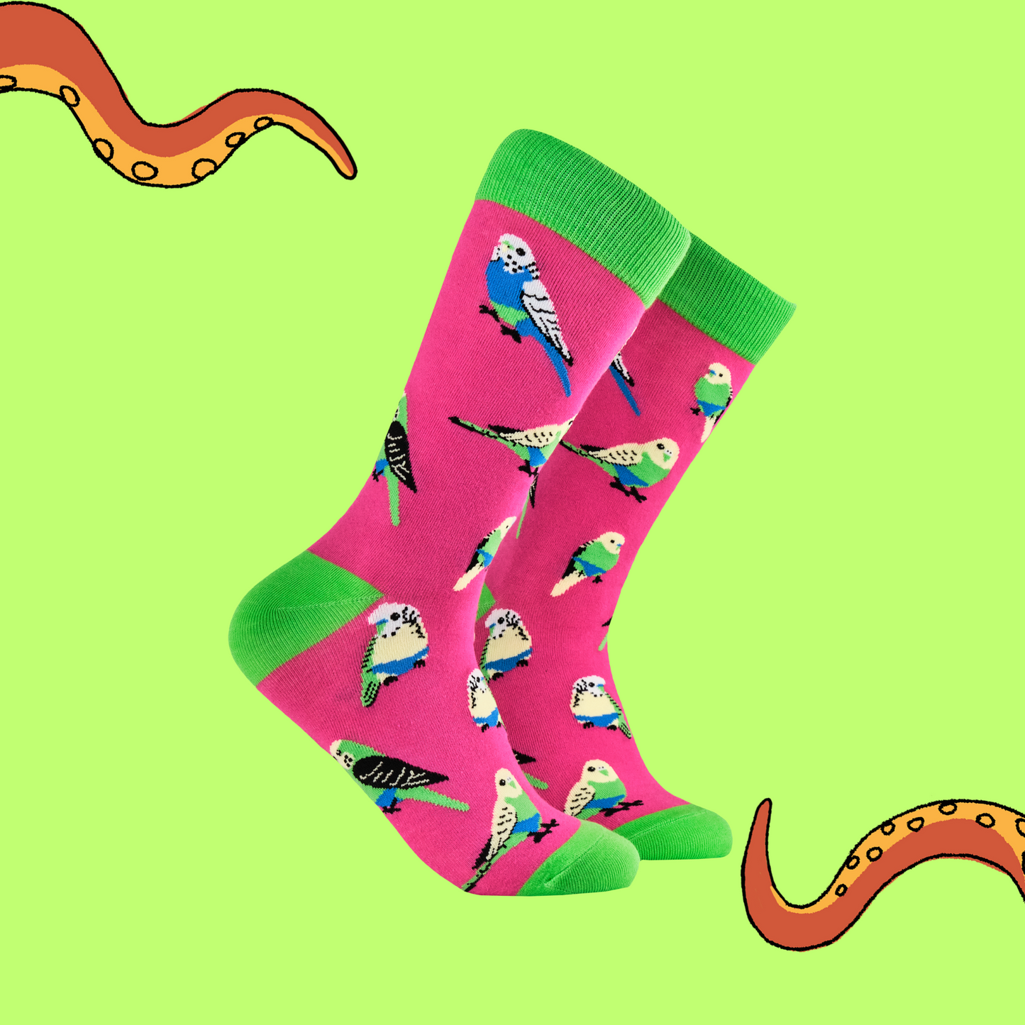 A pair of socks featuring budgies wearing budgie smugglers. Bright pink legs, bright green heel, toe and cuff.