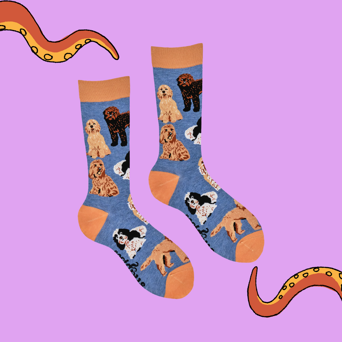 A pair of socks featuring cockapoo dogs. Blue legs, brown heel, toe and cuff.