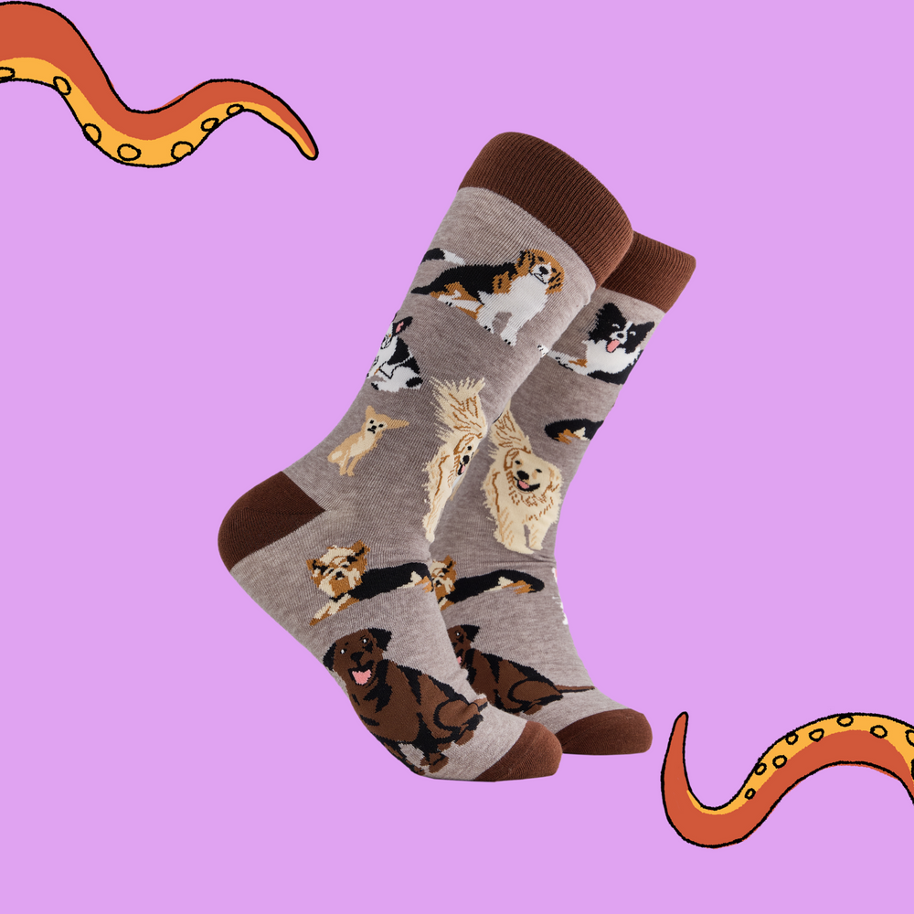 
                      
                        A pair of socks depicting different breeds of dog. Grey legs, brown cuff, heel and toe.
                      
                    