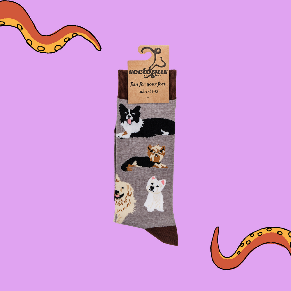 
                      
                        A pair of socks depicting different breeds of dog. Grey legs, brown cuff, heel and toe. In Soctopus Packaging.
                      
                    