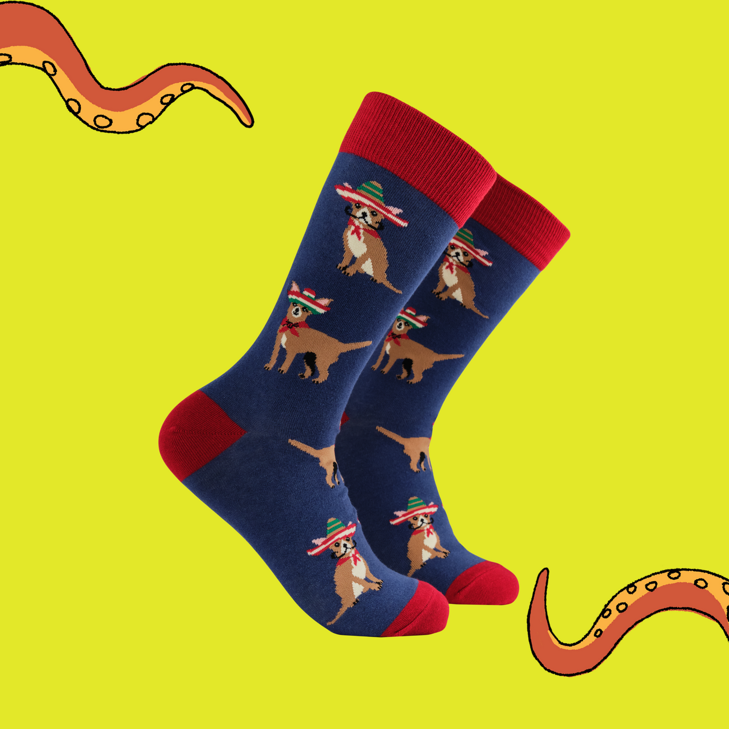 A pair of socks featuring cute chihuahuas. Dark blue legs, red heel, toe and cuff. 