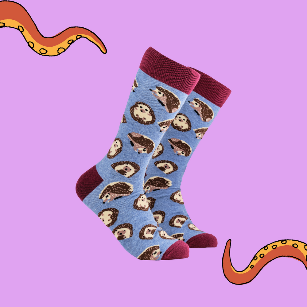 
                      
                        A pair of socks depicting hedgehogs. Blue legs, red cuff, heel and toe.
                      
                    