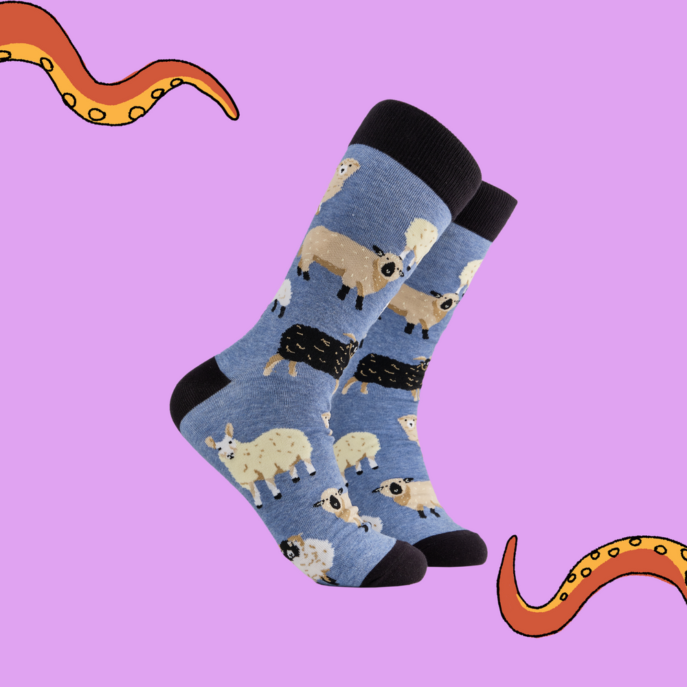 
                      
                         pair of socks depicting different breeds of British sheep. Blue legs, black cuff, heel and toe.
                      
                    