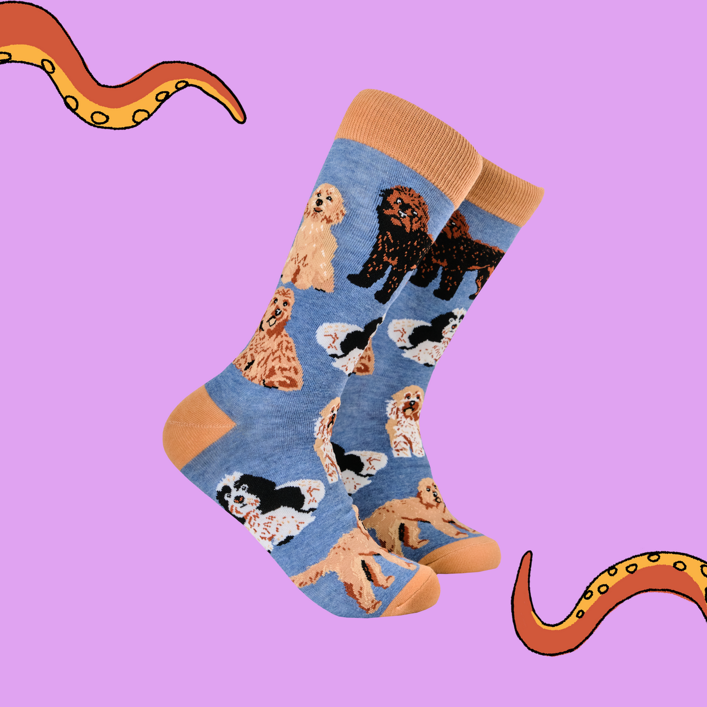 A pair of socks featuring cockapoo dogs. Blue legs, brown heel, toe and cuff. 