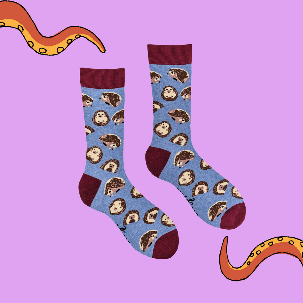 
                      
                        A pair of socks depicting hedgehogs. Blue legs, red cuff, heel and toe.
                      
                    